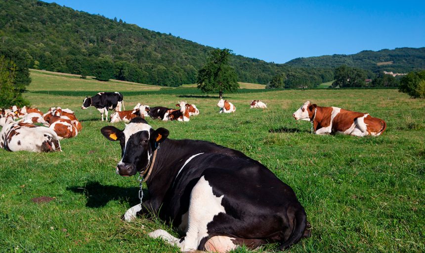 herd-cows-producing-milk-gruyere-cheese-france-spring-(1)-17.44.24